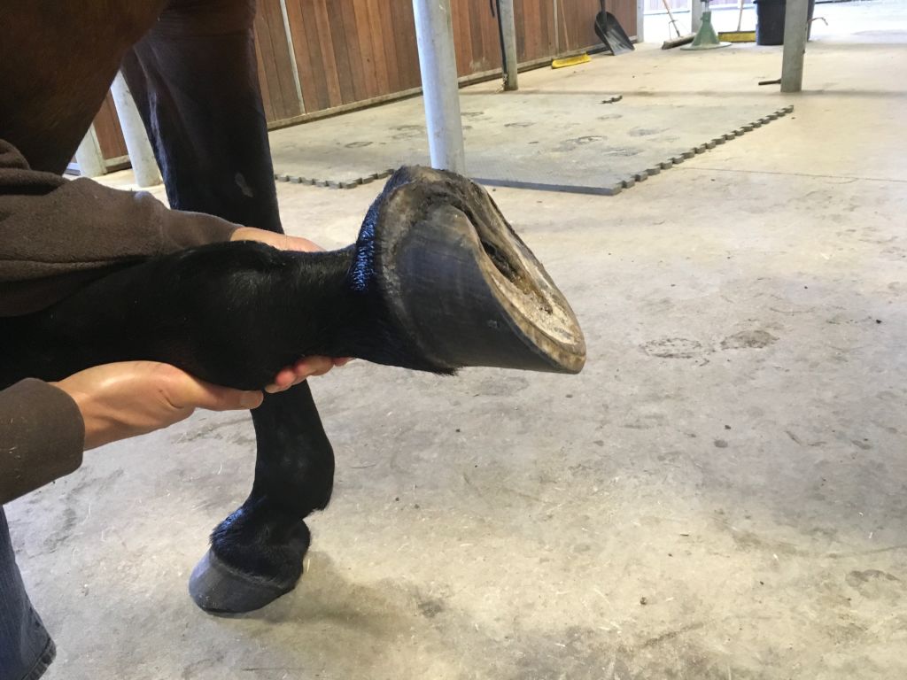 Got Hoof? Barefoot trim and Hoof Guided Method Marcy and Paulo Coelho